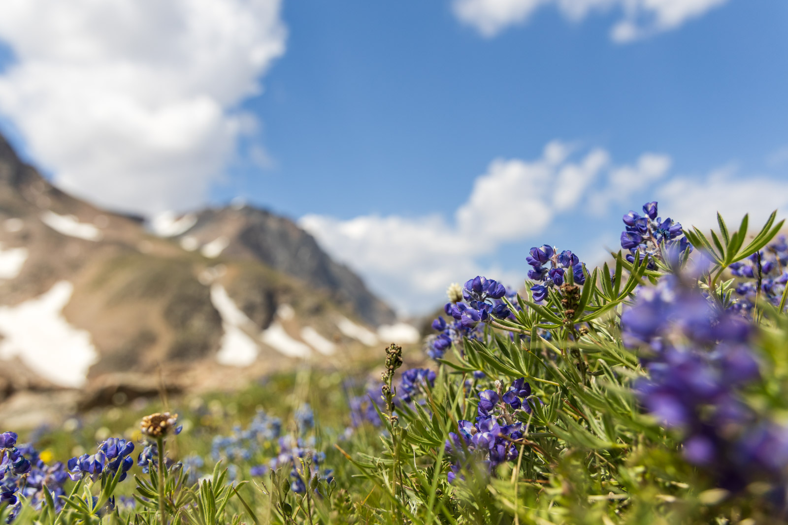 Wildflowers in the Beartooth Mountains